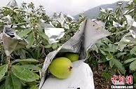 “中国枇杷之乡”的乡村振兴路：直播卖枇杷也卖美景