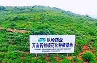 以岭药业中药材：从源头保证药品质量全链条助力乡村振兴