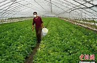 吉林小镇的致富经：从“靠天吃饭”到“靠棚致富”