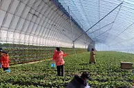 河北涞源：发展精品农业激发乡村振兴新潜力