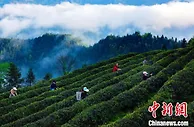 第五届重庆斗茶大赛启幕 武陵山片区四省市“千茶”竞秀