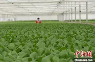 甘肃撂荒地里看“丰景”：山野无闲田  “专班”机收盼满仓粮