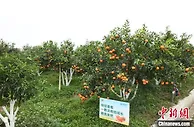 “中国沃柑之乡”广西武鸣鲜果开摘 多渠道开拓春节市场