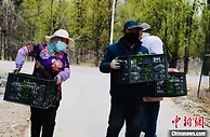 柴达木“粮仓”：引种江南花 开启致富路