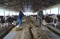 河北围场肉牛产业的“牛经济”：从养殖到生态产业链