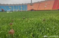 养分太充足？济南兴洲主场草坪出现菌类生物