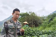 探访“中国抹茶之都”：抹茶吃出新“食”尚 走俏海外促增收