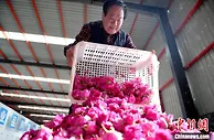 闻着花香致富：河北阜城玫瑰种植延伸“赏食用”