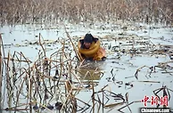 江苏沛县湖西农场打好“莲藕经济”牌 念好产业“富民经”