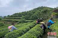 贵州丹寨：荒山种出致富茶 智慧管理全覆盖