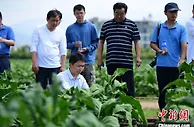 云南玉溪探索地力提升新技术 助推绿色农业发展