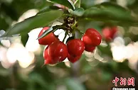 山东栖霞乡村振兴见闻：“一亩园+电商”推动大樱桃产业升级