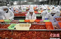 江西小龙虾养殖面积249万亩 综合产值达300亿元