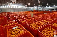 广西砂糖橘走俏年货市场 今年产量预计约685万吨