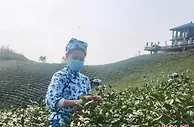 信阳毛尖进入采茶季 逾200万亩茶园开启大面积采摘