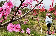 湖北枝江连续20年以“花”为媒助力乡村振兴