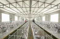 山东临朐：做大做强鹅产业 迈好乡村振兴步伐