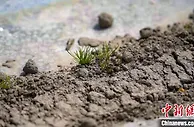 新疆生产建设兵团棉花全面开播 机械化作业场面壮观