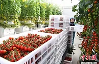 甘肃农产品成出口“黑马”：前两个月同比增长近四成