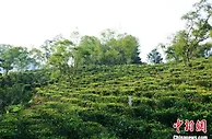 明前春茶贵如金 广东英德红茶迎采摘季