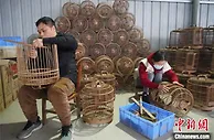 广西小村庄用鸟笼“编织”起千万元大产业