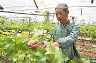 “桂北吐鲁番”的甜蜜生活：家家户户葡萄香