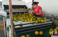浙江衢州椪柑今年已出口近二百标箱 走俏东南亚市场