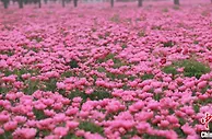安徽亳州：芍药花开香满城 “云上”赏花话养生