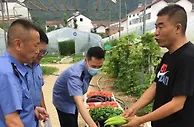 （人民幸福生活）秦岭深处：育出“有机菜” 托起“致富梦”