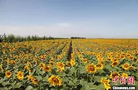 中国古郡五原：一粒葵花籽的国际味道