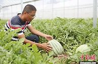 福州马尾琅岐农业现代化示范基地迎来丰收季