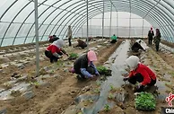 【十年@每一个奋斗的你】香瓜地铺开“春耕图” 村民喜尝致富“甜头”