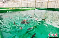 中国本地产锦鲤“夺冠”记 “游”向世界笑傲江湖