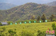 “靠山吃山” 福建山村捧出“金饭碗”