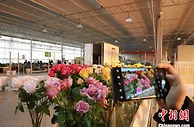 兰州新区“鲜花年货”俏销海内外 “美丽经济”不打烊