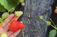 受天气影响草莓价格偏高 批发商预计春节前将有所回落
