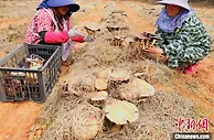 秸秆变成大球盖菇 南昌安义让稻草“变废为宝”