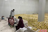 借力成渝地区双城经济圈 四川安岳小柠檬串起大产业