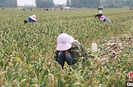 亩均收入4500元 河北馆陶2.3万亩紫皮大蒜获丰收