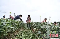 四川洪雅：万亩茶园春采忙 “黄金叶”助乡村焕新颜