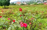 湖南娄底花溪村的“破茧路”：荒山野岭变身“网红村”