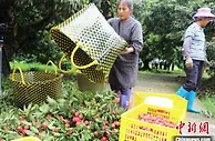 全链路数字化促广西灵山荔枝轻松销全球