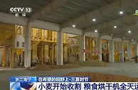 浙江海宁小麦开始收割 粮食烘干机全天运转