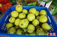 安徽岳西：荒山变果园 梨香飘满山