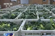 山东寿光：蔬菜产供充足 专人专车“点对点”采收