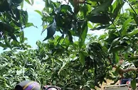 广西百色芒果丰收 山地“小火车”解决运输大难题