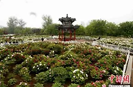 （人民的幸福生活）一朵美丽的牡丹花开启“中国牡丹之都”菏泽的幸福生活