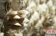 黄土高原春耕春播正当时 “小菌菇”撑起“致富伞”