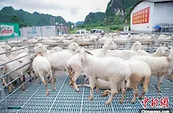 广西大瑶山“深耕”羊产业 念“羊经”助瑶胞发“羊财”