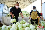 河北万亩蜜瓜基地果熟上市 蜜瓜产业助农“甜蜜生活”